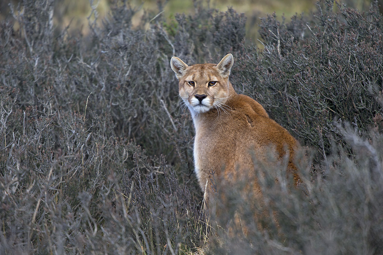 Animal Portraits, Puma