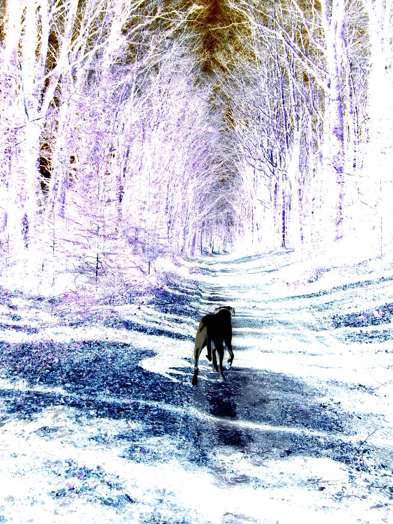 animal solitaire dans la forêt des rêves ...