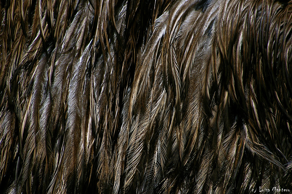 Animal Textures #4