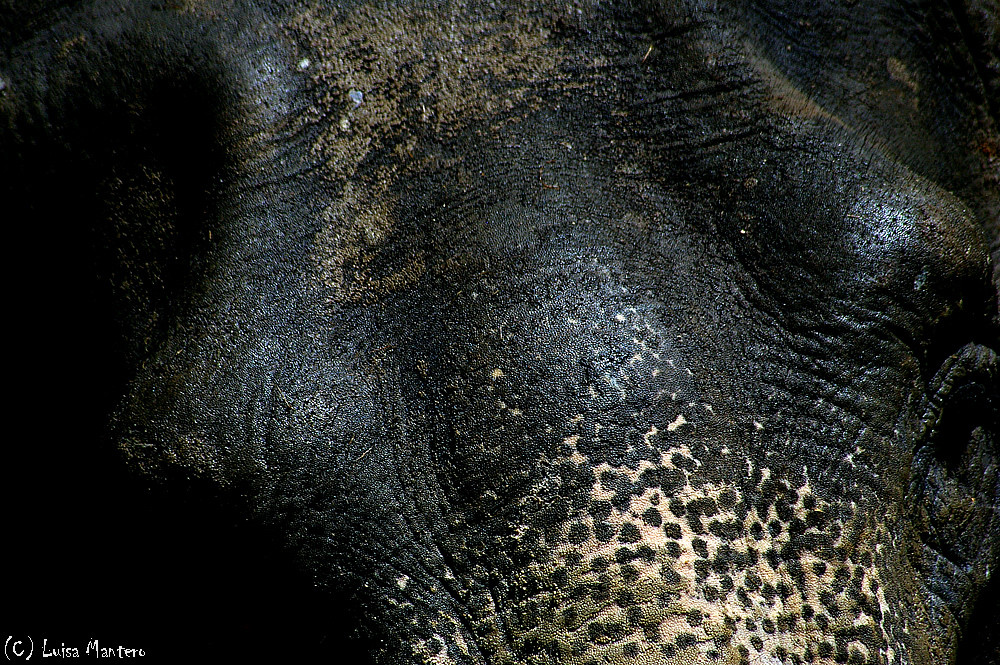 Animal Textures #7