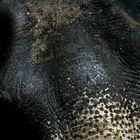 Animal Textures #7