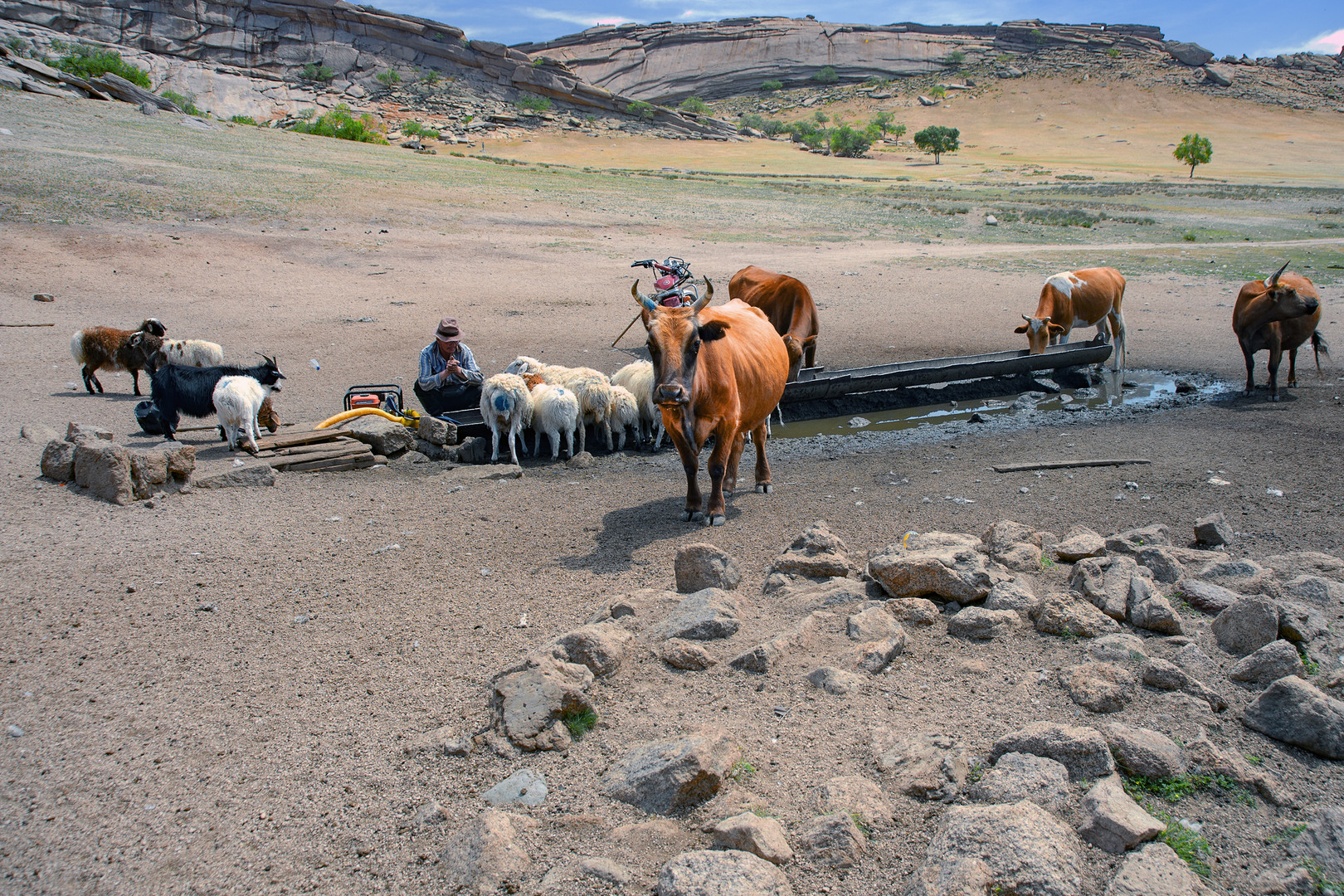 Animal waterer in the National Park