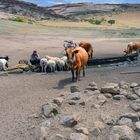 Animal waterer in the National Park