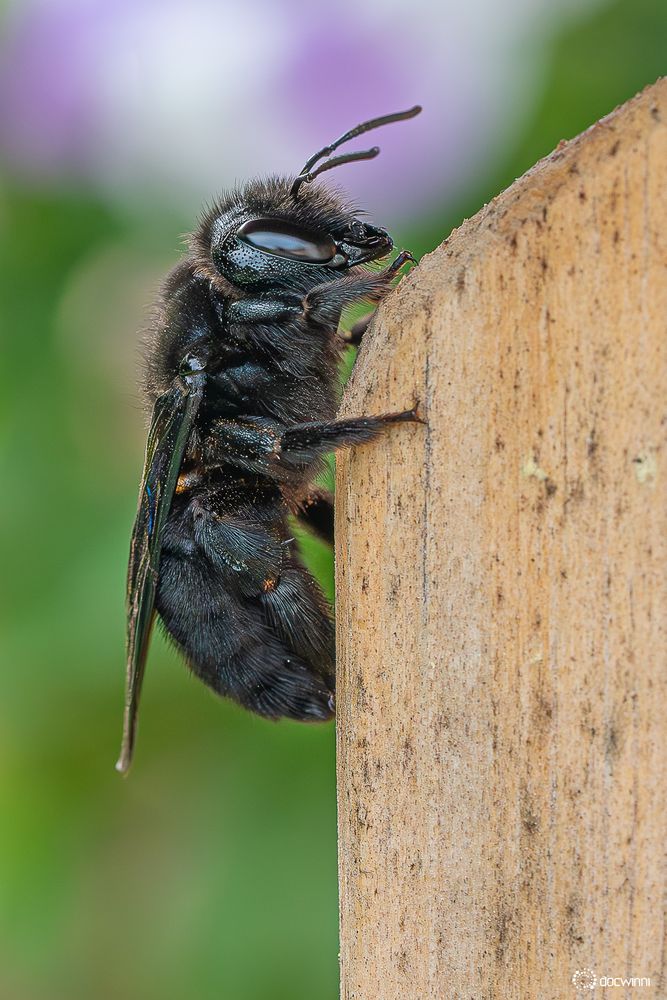 Animaler Holzbohrer