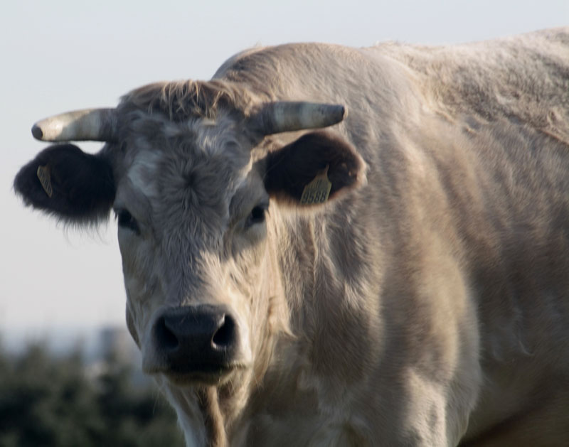 ANIMALES EN LA DEHESA