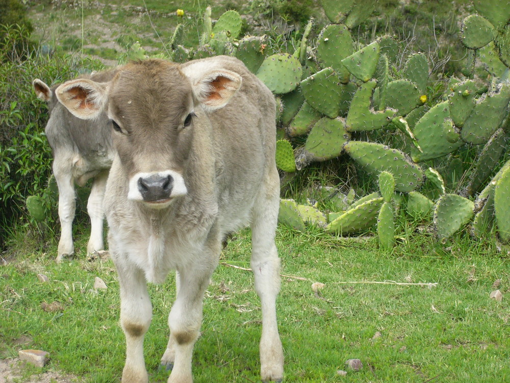 ANIMALES_EN _ASUNCION _DE ERPA