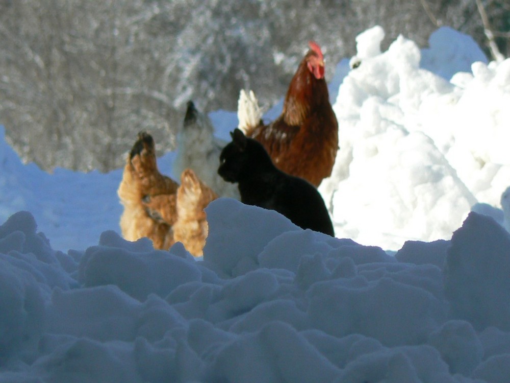 animali in cortile dopo la nevicata