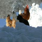 animali in cortile dopo la nevicata