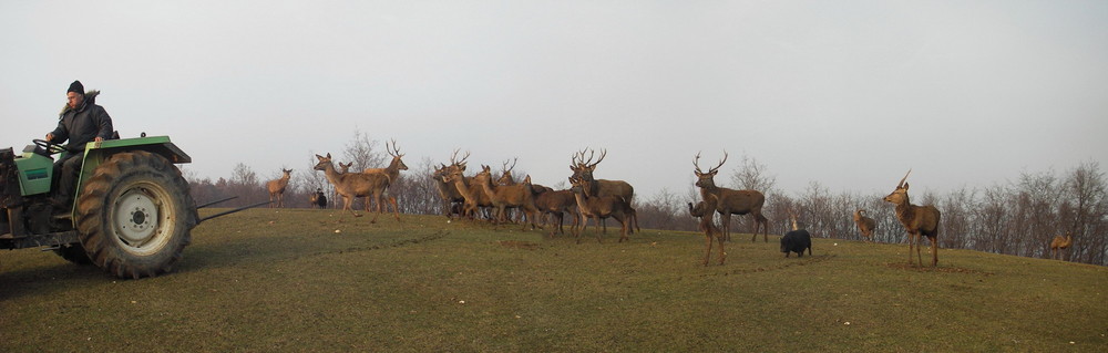 animali in libertà