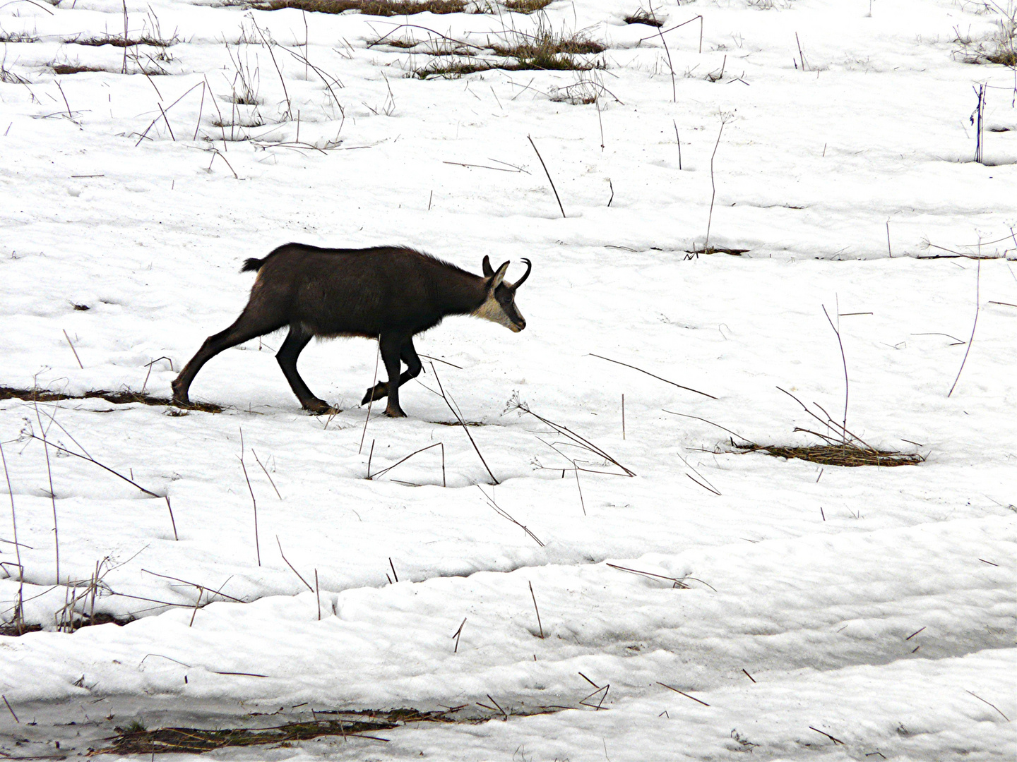 Animali stremati dal lungo inverno