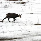 Animali stremati dal lungo inverno