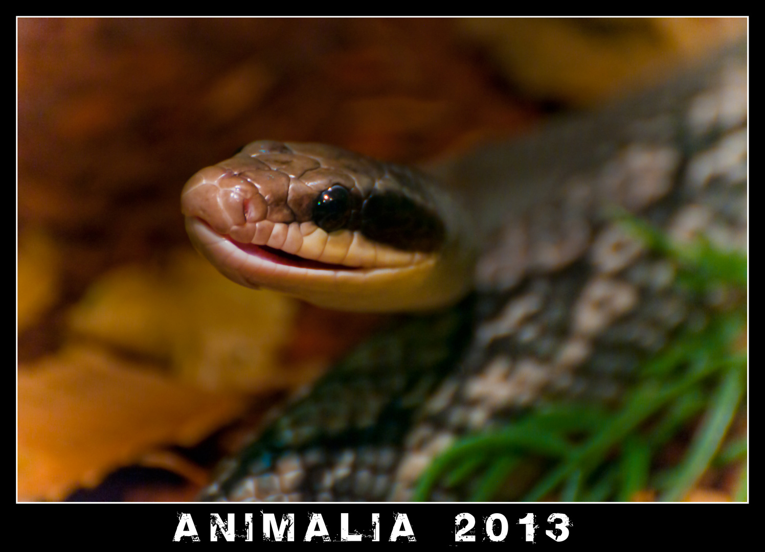 Animalia 2013 in St Gallen