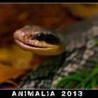 Animalia 2013 in St Gallen