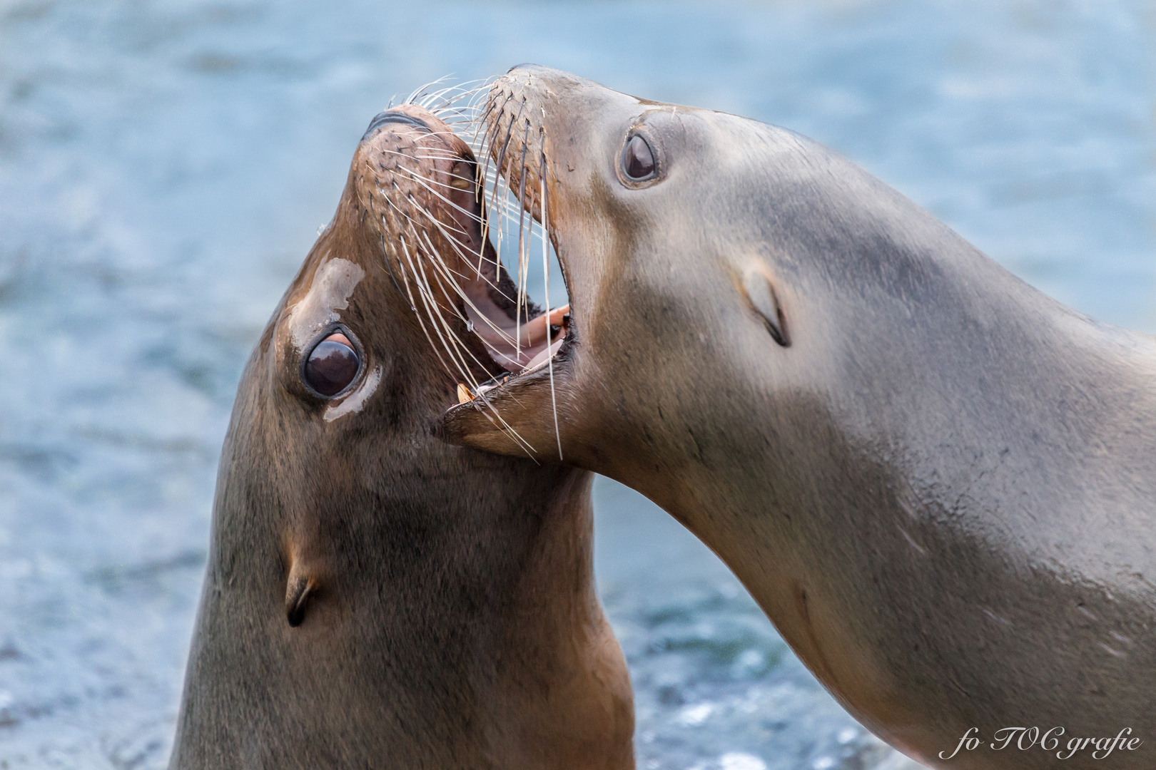 Animalischer French Kiss