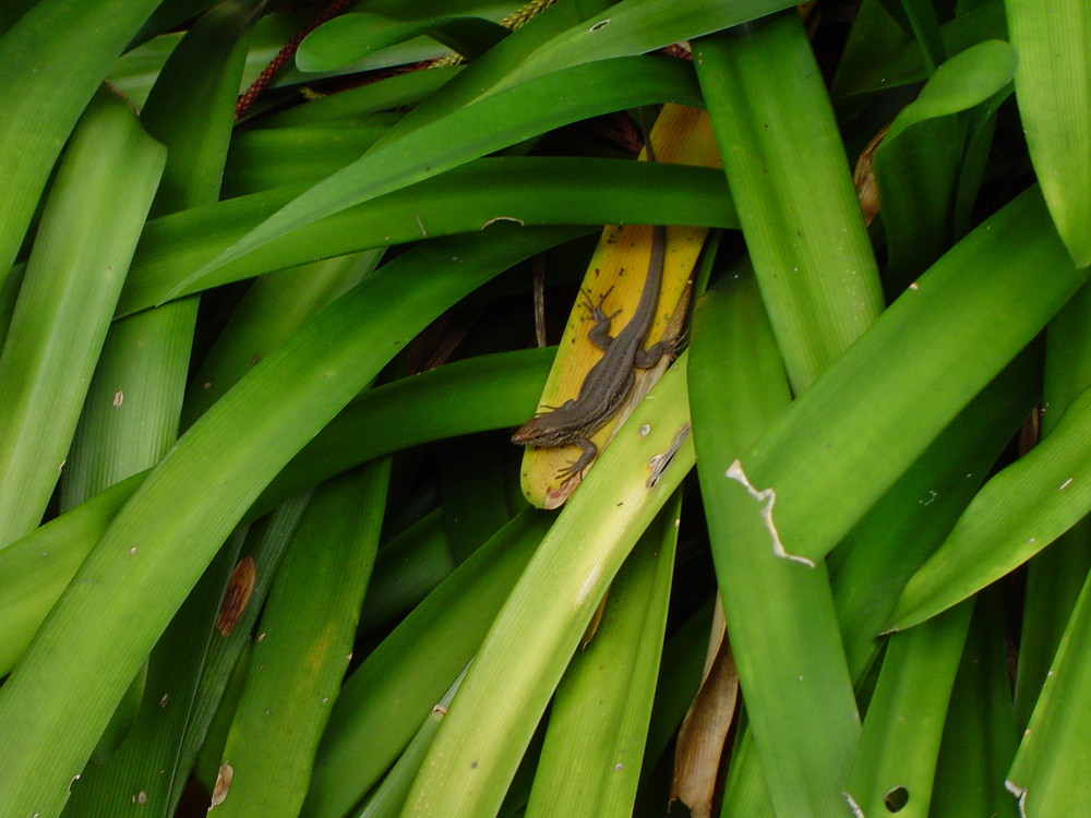 Animalito escondido