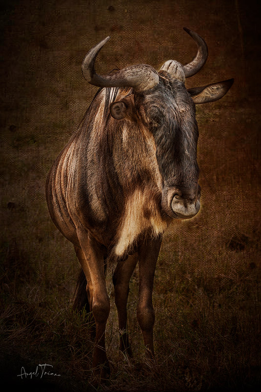 Animalogy (Wildebeest)