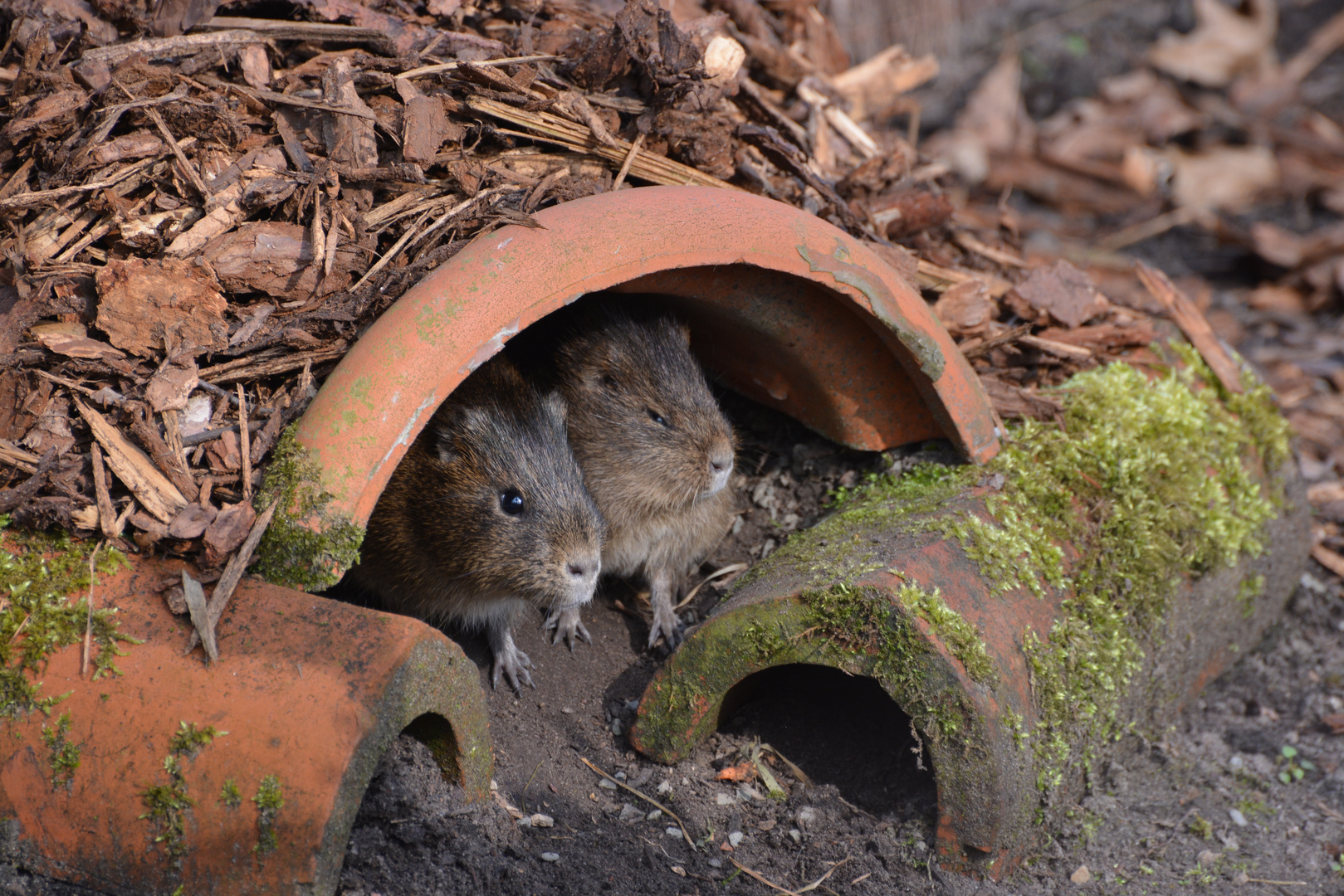 Animals: 2 hamsters