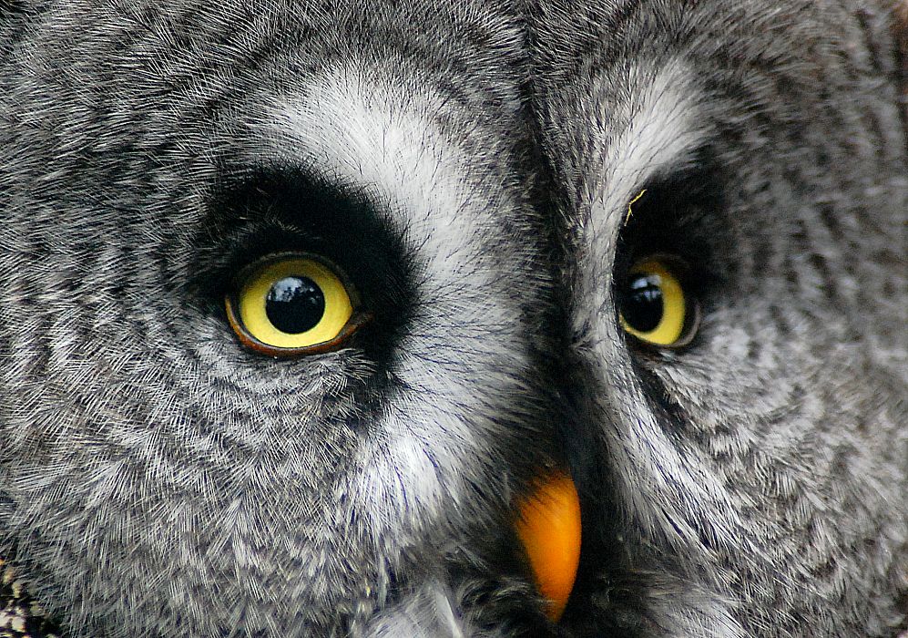 Animals eye-to-eye: ein Bartkauz mit 300 mm