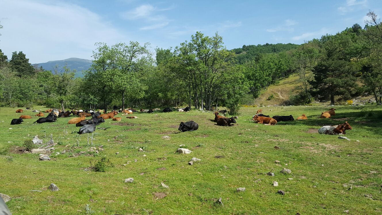 animals in Sierra de Guadarra