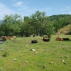 animals in Sierra de Guadarra