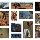 Animals in the Australian Outback