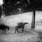 Animals in war