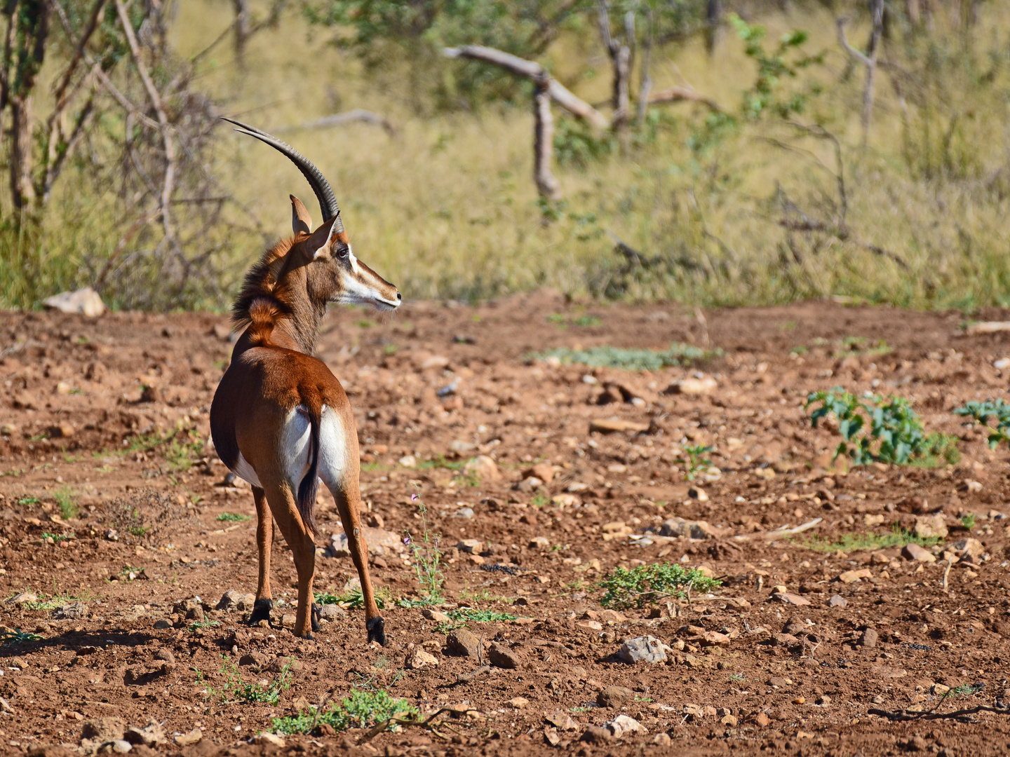 Animals of Southafrica 1