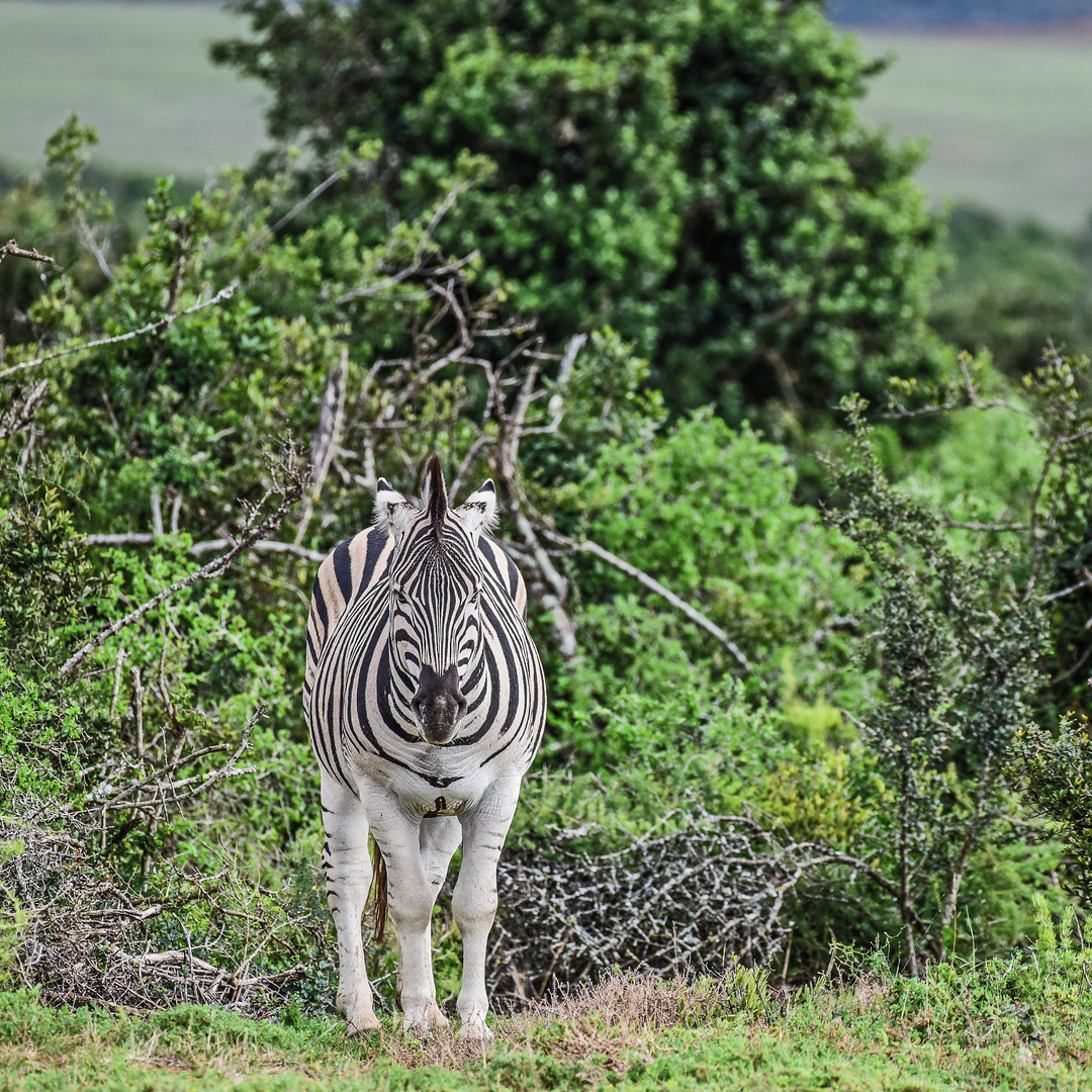 Animals of Southafrica 11