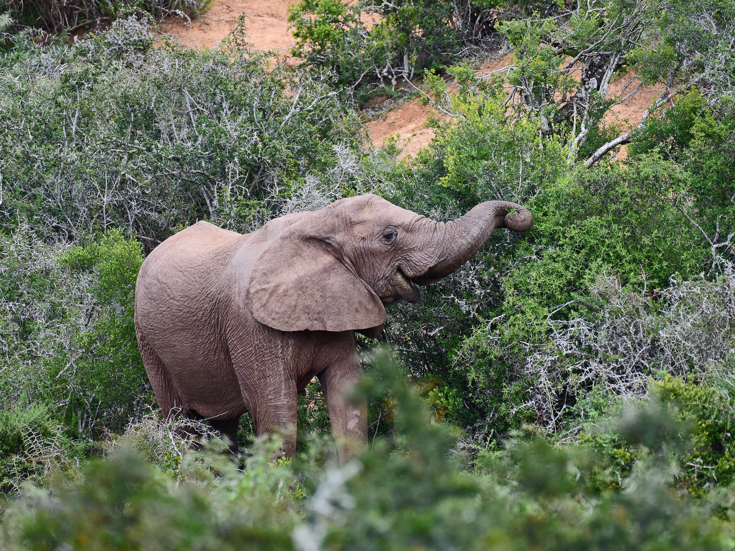 Animals of Southafrica 14