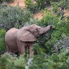 Animals of Southafrica 14