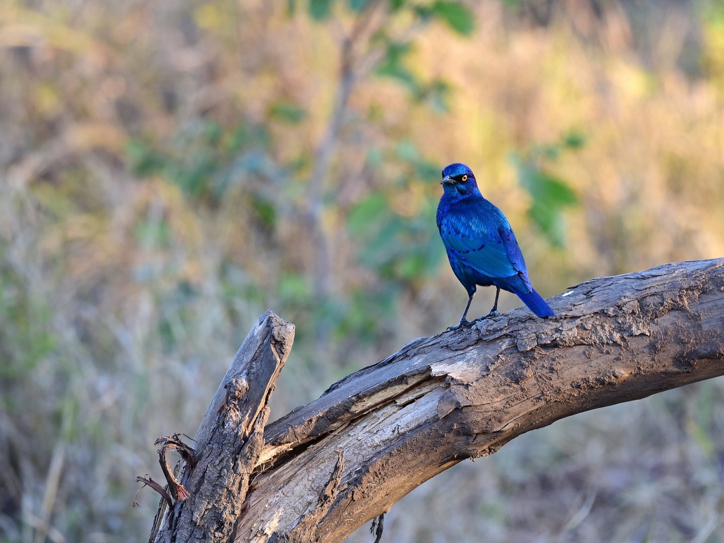 Animals of Southafrica 16