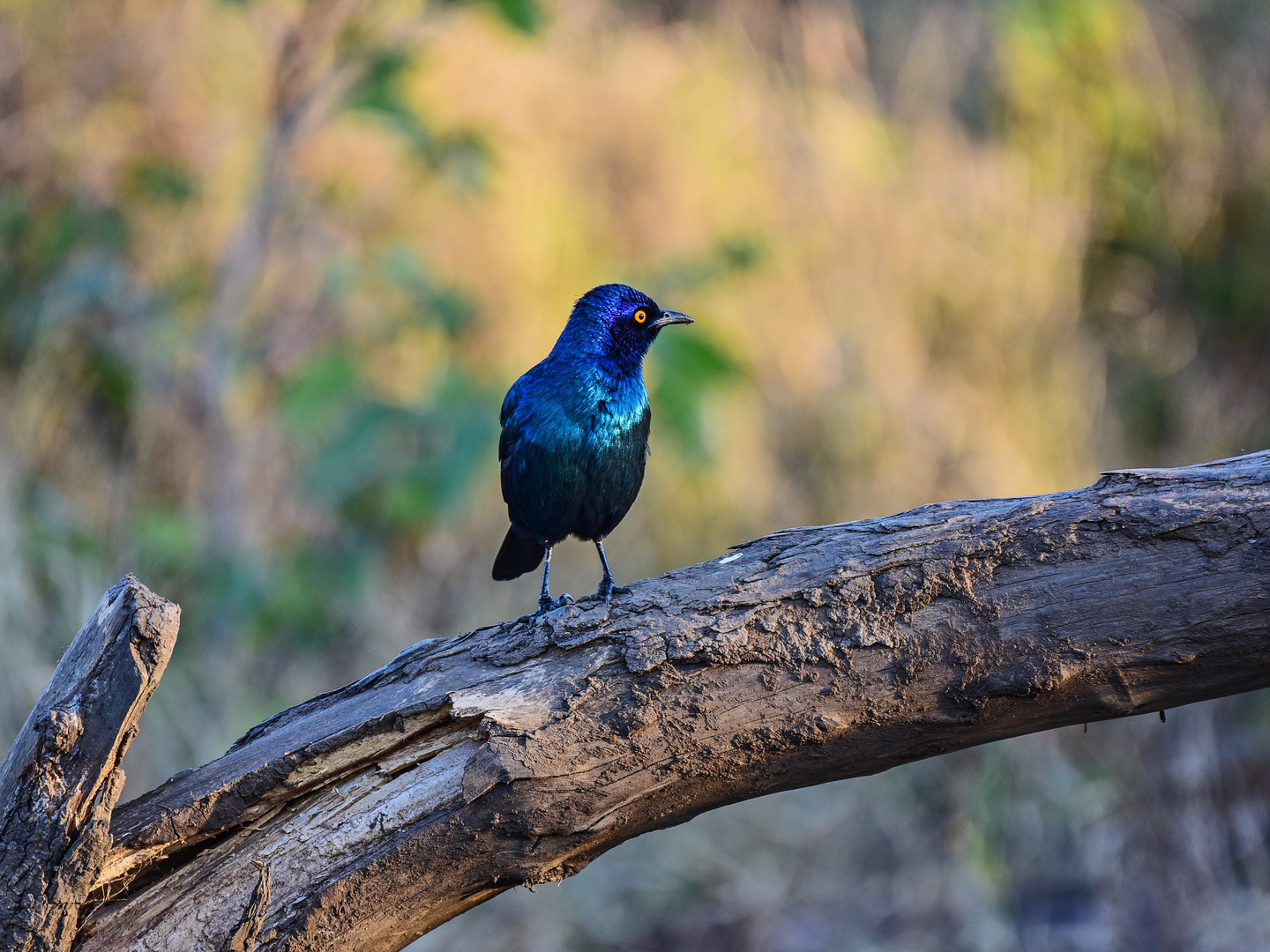 Animals of Southafrica 17