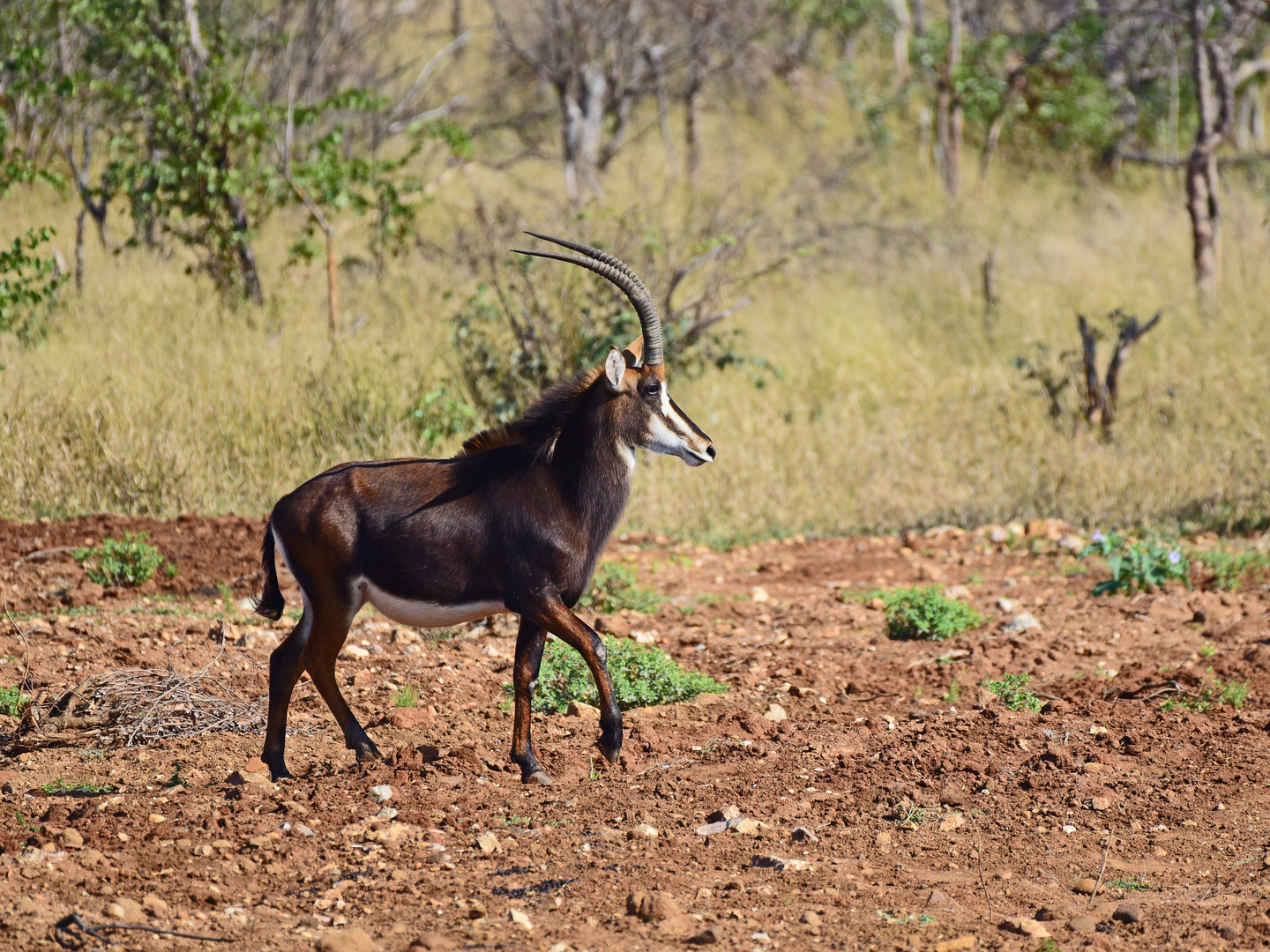 Animals of Southafrica 2