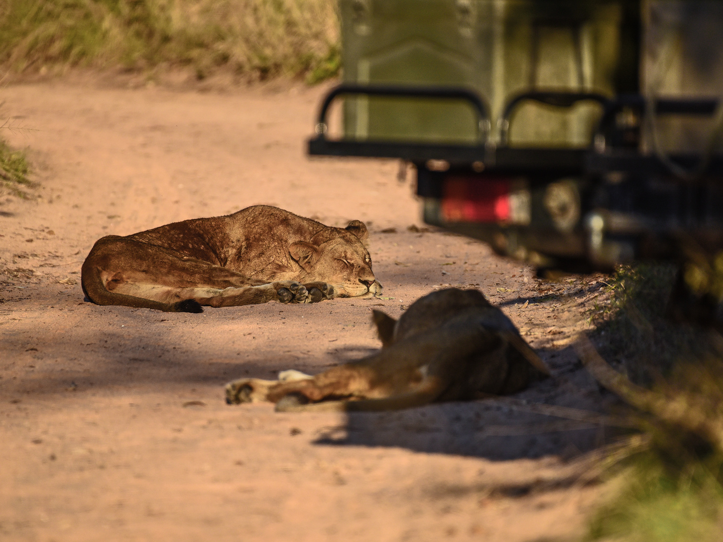 Animals of Southafrica 24