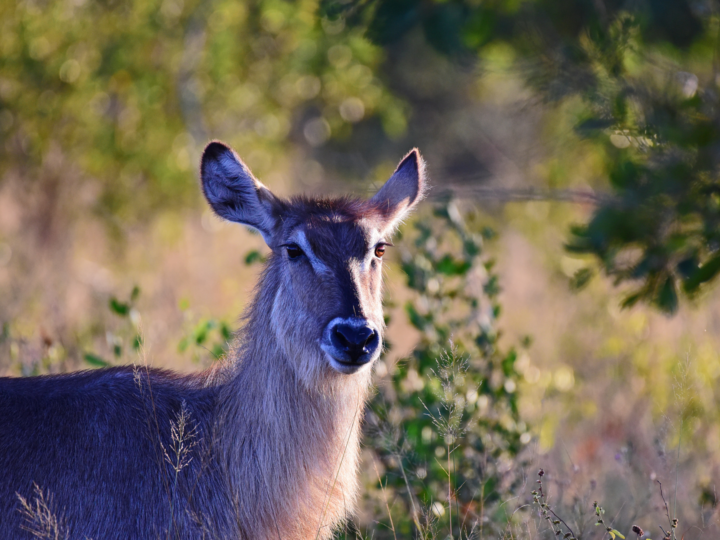 Animals of Southafrica 26