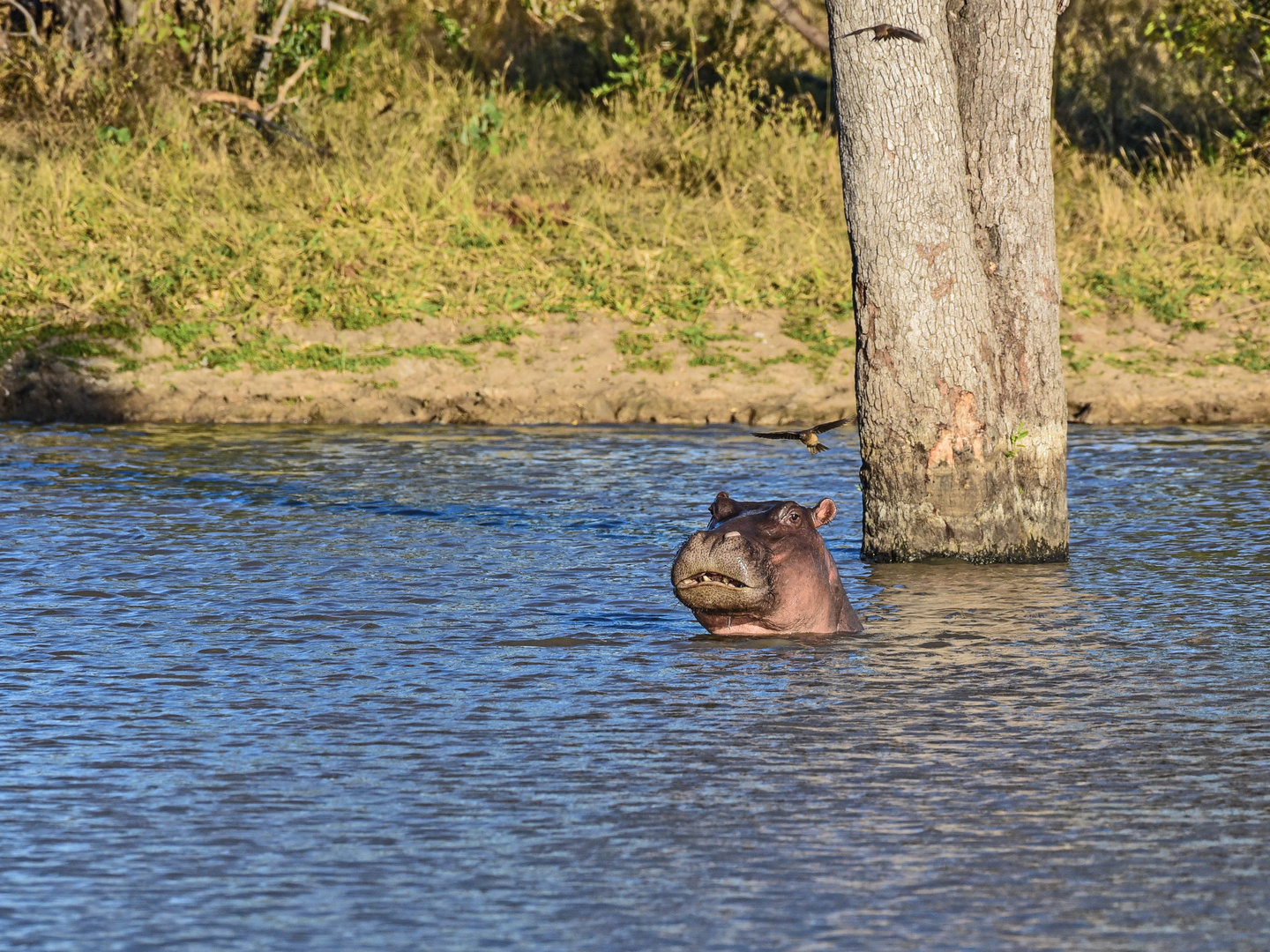 Animals of Southafrica 29