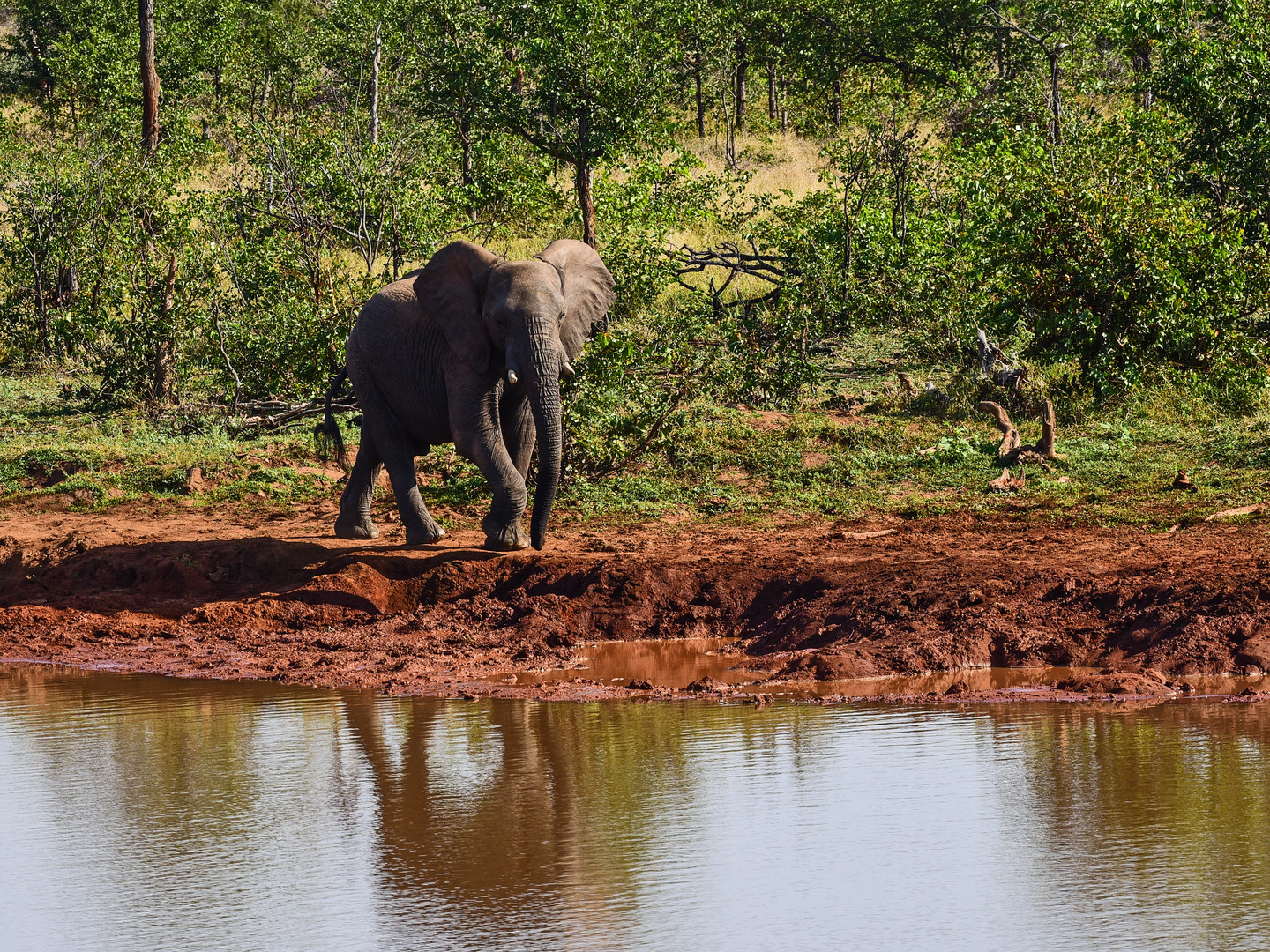 Animals of Southafrica 3