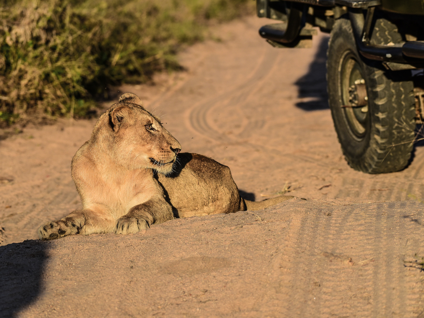 Animals of Southafrica 30