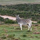 Animals of Southafrica 7