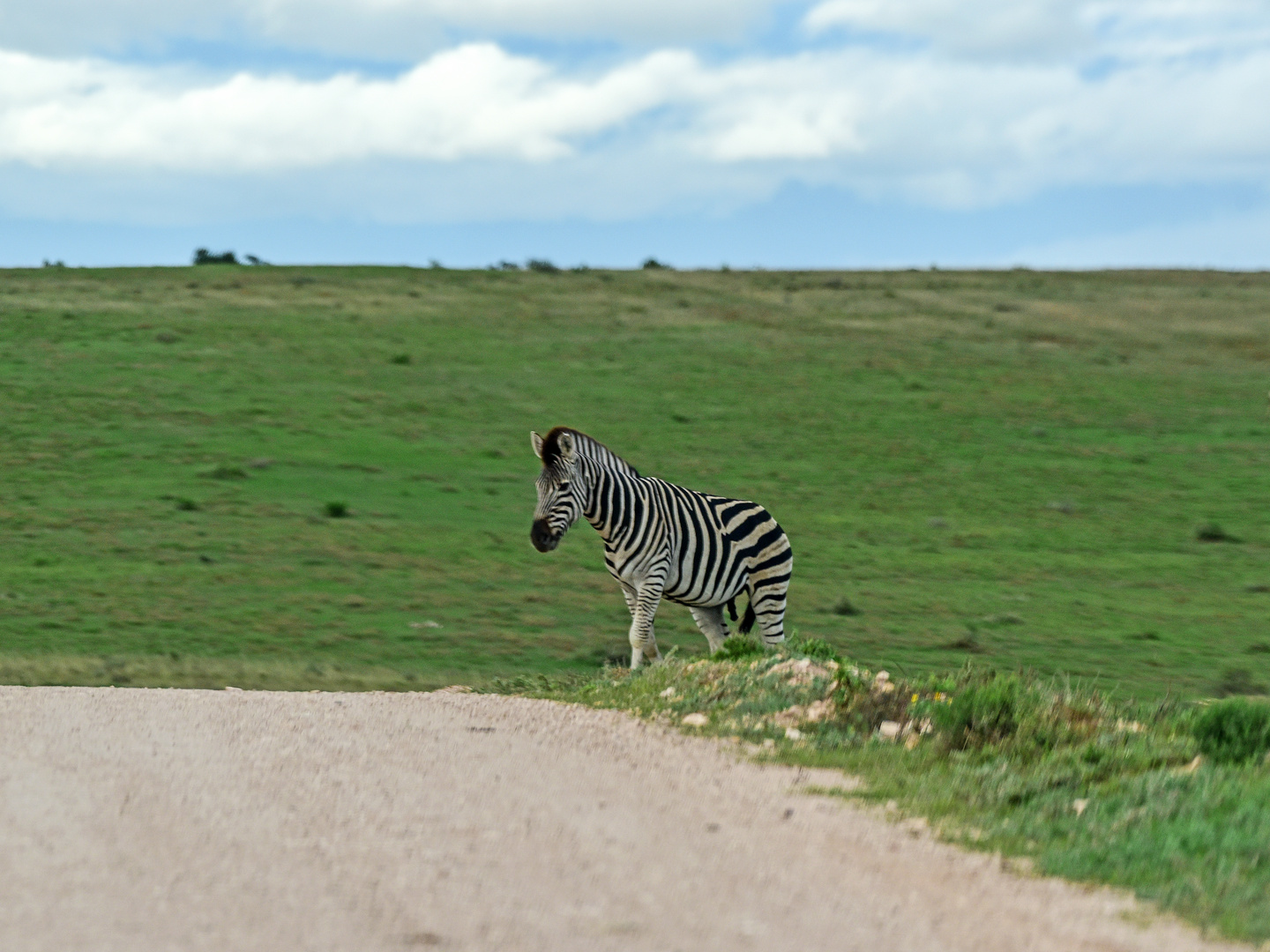 Animals of Southafrica 8