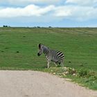 Animals of Southafrica 8