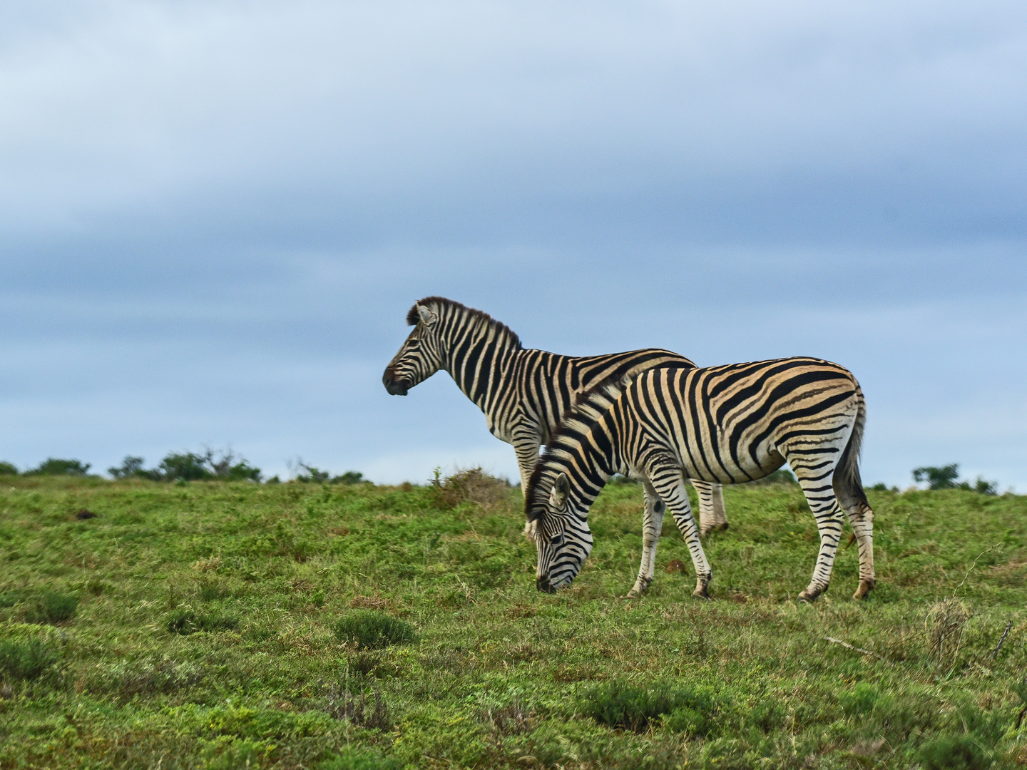 Animals of Southafrica 9