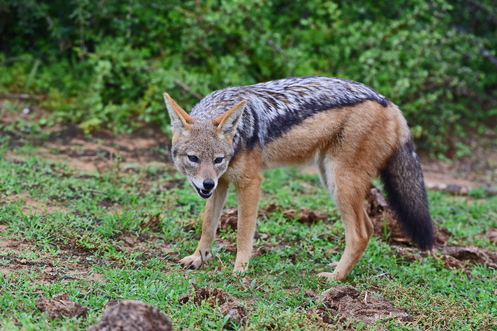 Animals of Southafrika 23