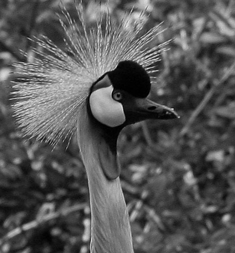 animaux au zoo de la palmyre en charente-maritime