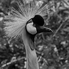 animaux au zoo de la palmyre en charente-maritime