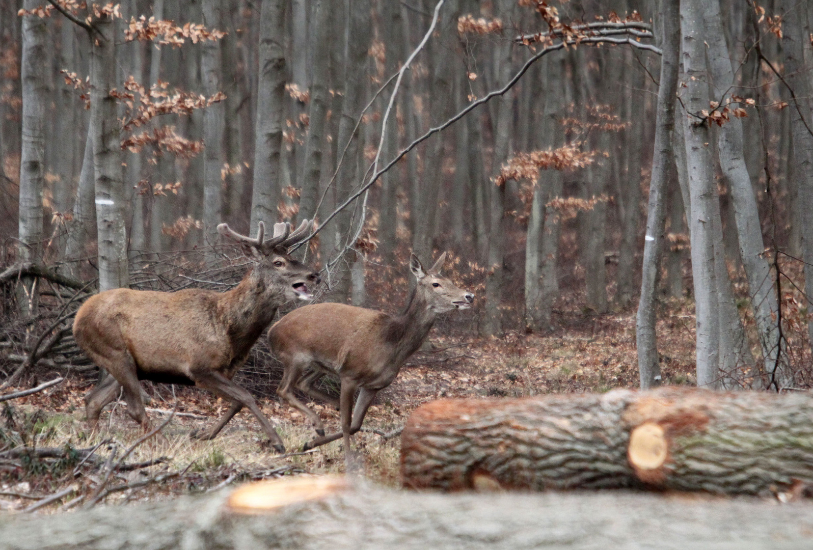 Animaux courants