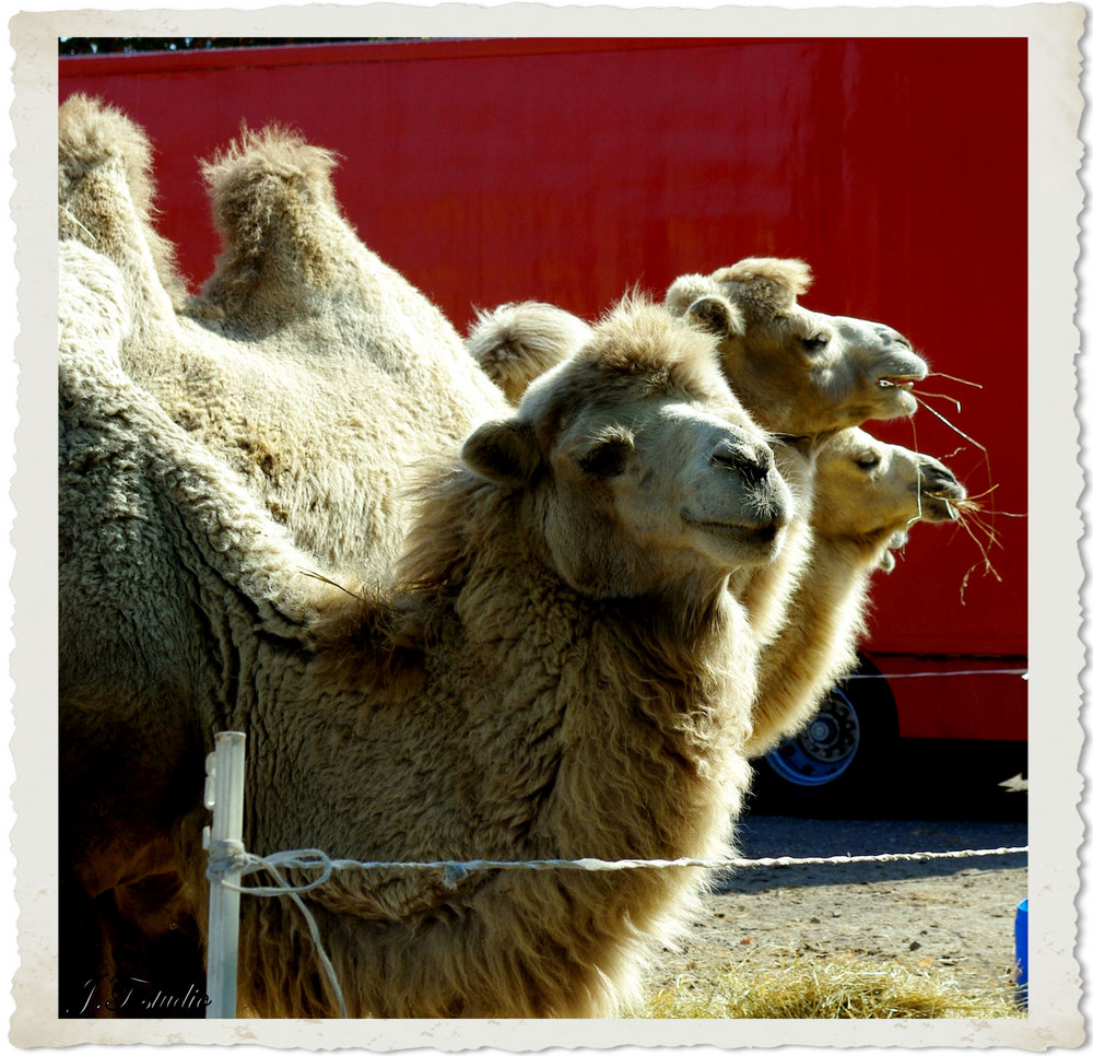 Animaux du cirque