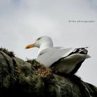 Animaux - Mouette