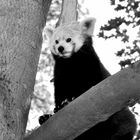 Animaux - Panda roux