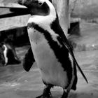 Animaux - Pinguoin